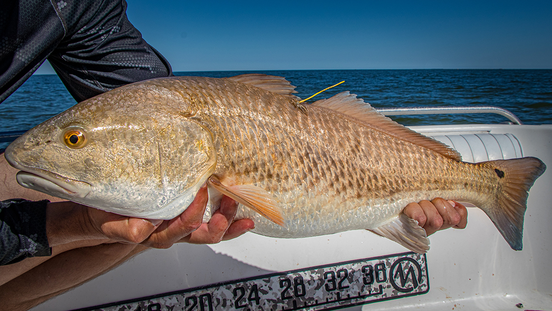 tagged fish