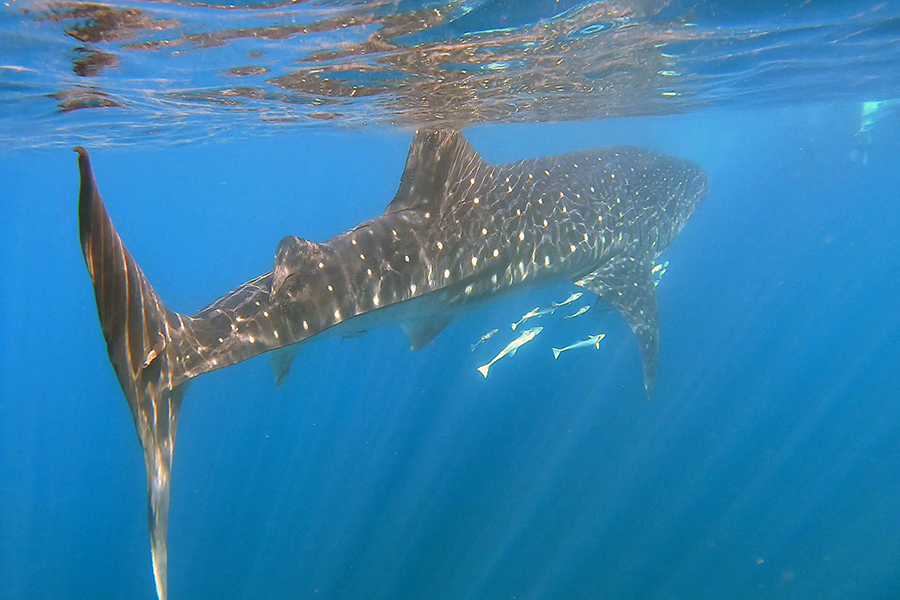 whale shark