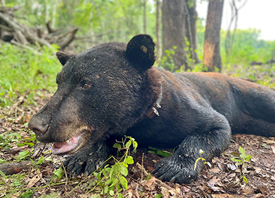 black bear