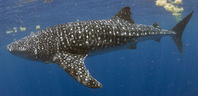 whaleshark