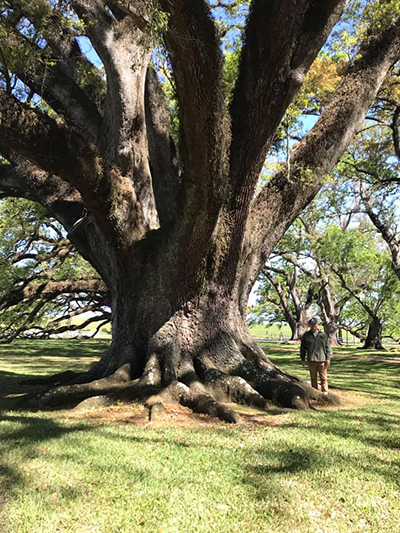 Live Oak