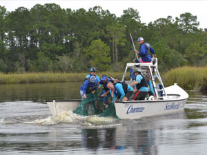 Dauphin Island manatee