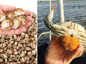 oysters and crab