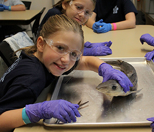 student dissecting fish