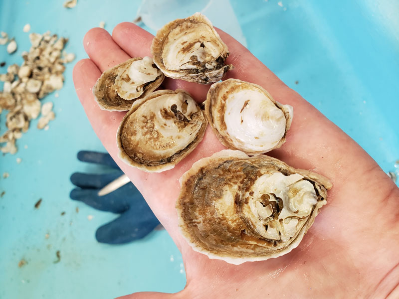 Oyster seed harvest