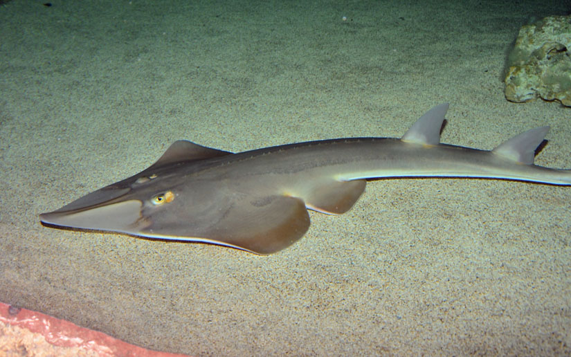 Guitarfish