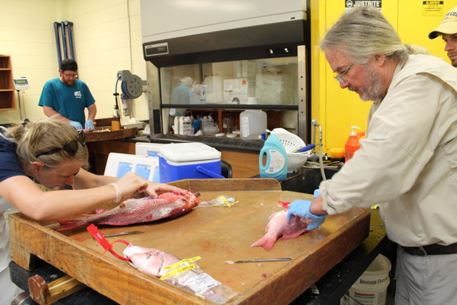 Lab processing fish