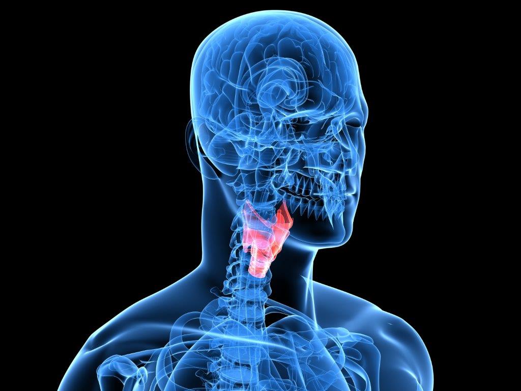 vocal cords graphic