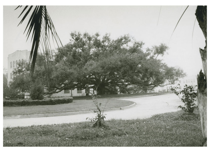 Gulf Park Campus Friendship Oak