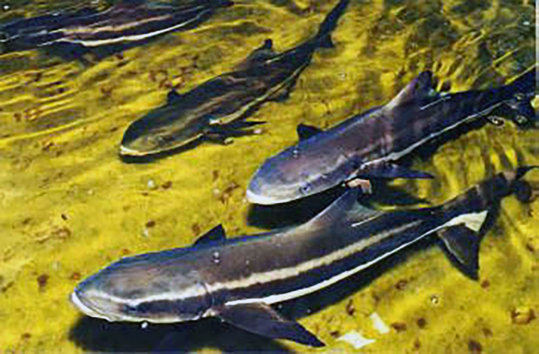 juvenile cobia in tank