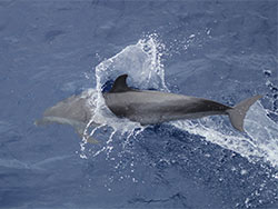 Cetacean Behavior