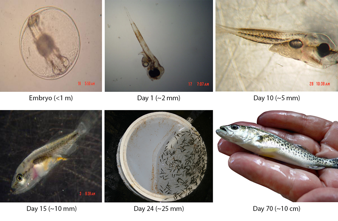 spotted seatrout growth and development