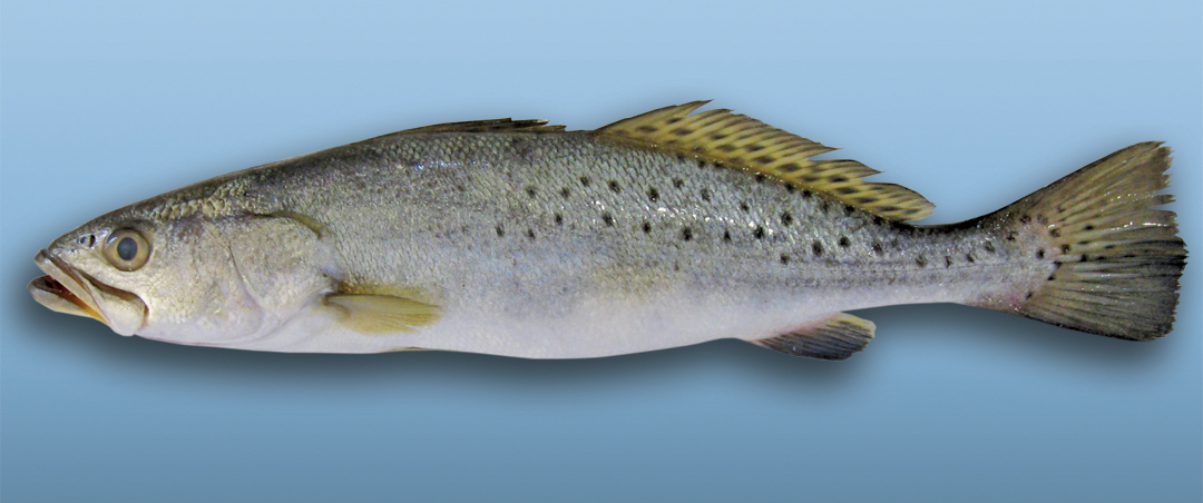 spotted seatrout