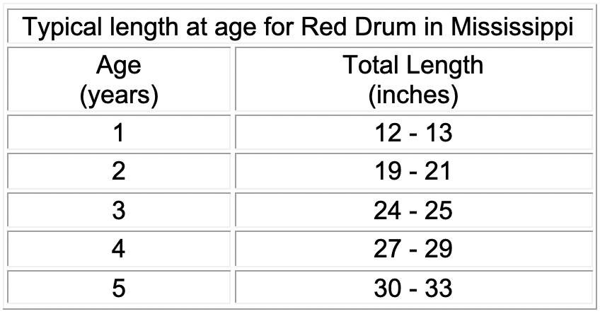 typical length red drum