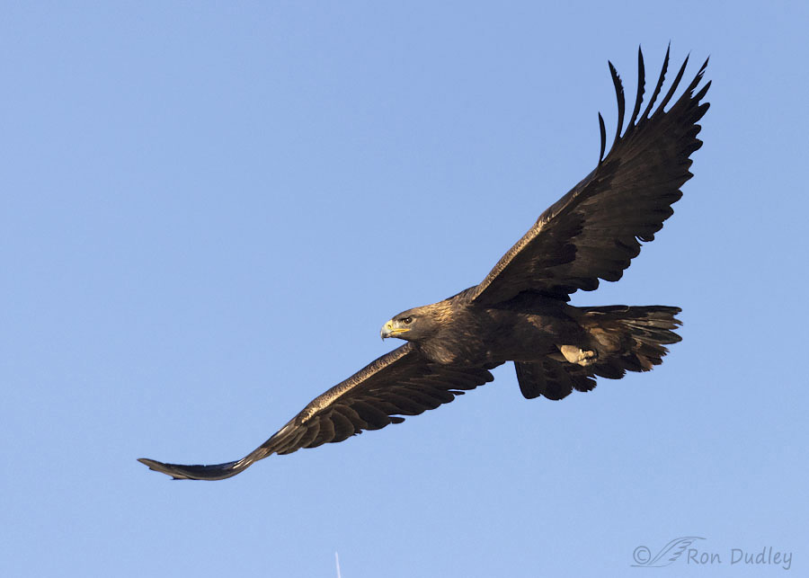 golden eagle